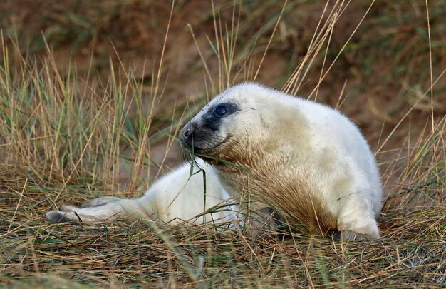 Crías de foca gris recién nacidas en la playa