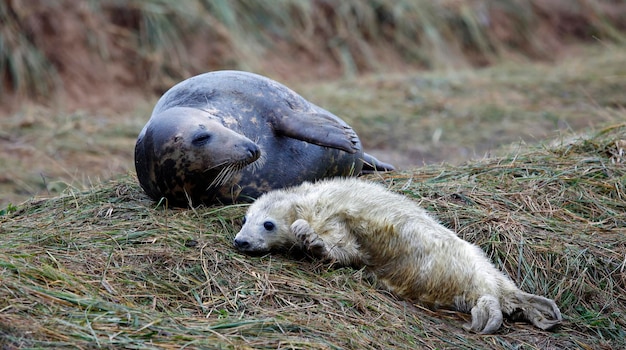 Las crías de foca gris recién nacidas en la playa