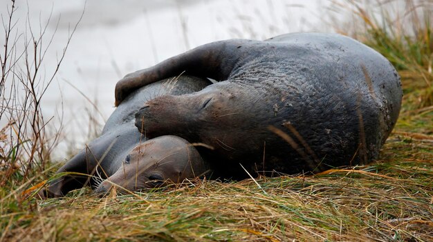 Las crías de foca gris recién nacidas en la playa