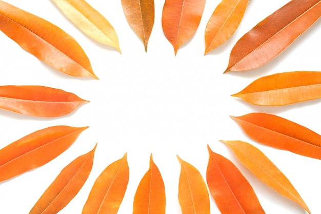 Criativa plana leiga de planta de cor laranja deixa o quadro no fundo branco