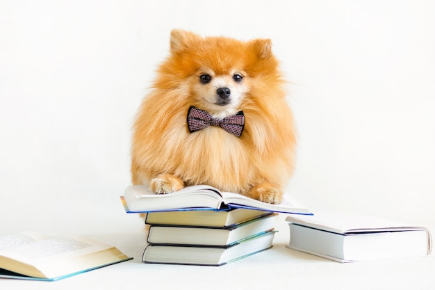 Criativo, inteligente, inteligente e sério, cão pomeranian spitz professor de óculos lendo livro