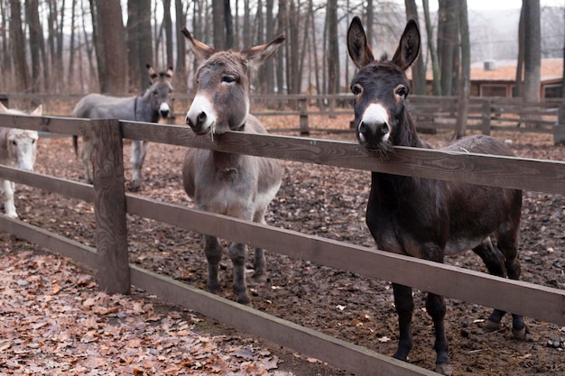 Criatura linda con rebaños domésticos. Animales, granja de burros.