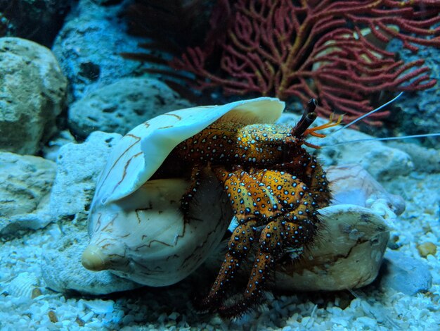 Foto criatura marinha num aquário