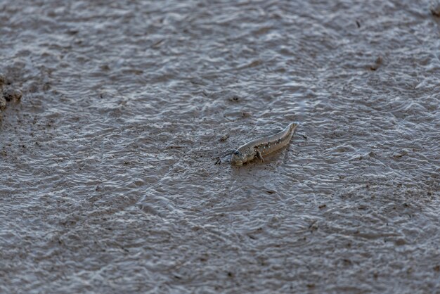 Criaturas na praia pulando peixe-mudskipper