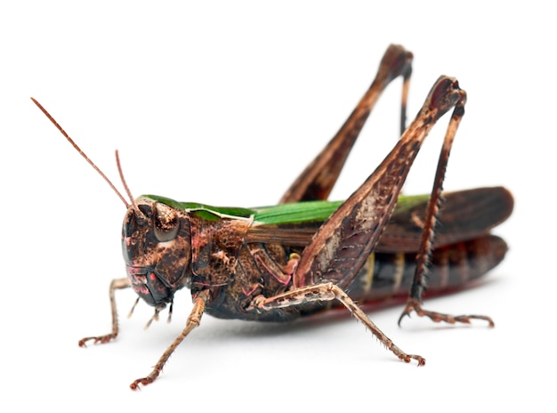 Cricket isoliert