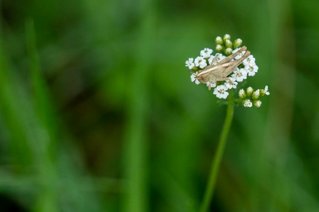 Cricket en una macro de flores