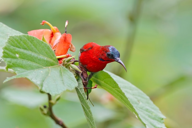 Crimson sunbird aethopyga siparaja belo macho aves da tailândia