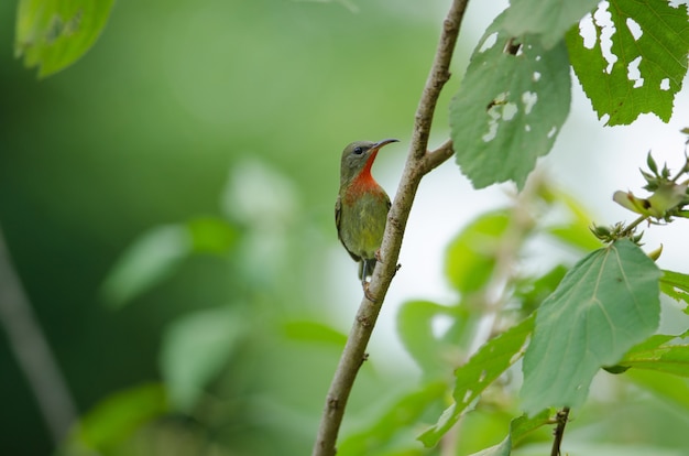 Crimson Sunbird (Aethopyga siparaja) empoleira-se em um galho na natureza Tailândia