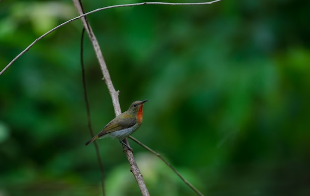 Crimson Sunbird (Aethopyga siparaja) empoleira-se em um galho na natureza Tailândia