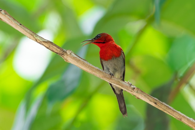 Crimson Sunbird Parque Nacional Kaeng Krachan Phetchaburi Tailandia