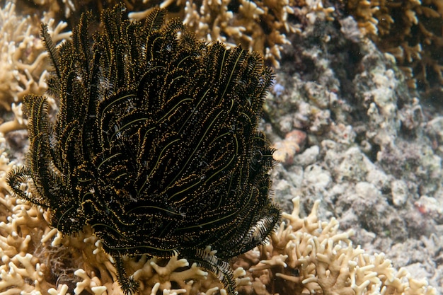 Foto crinoideo negro y amarillo sobre fondo de corales de arrecife