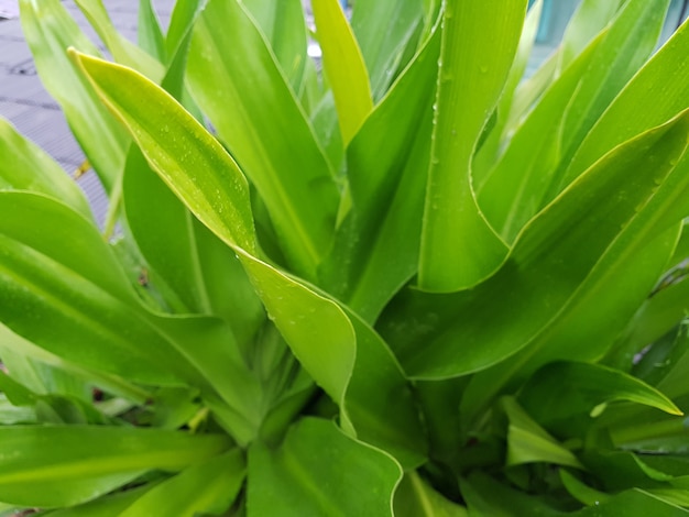 Foto crinum lily depois da chuva