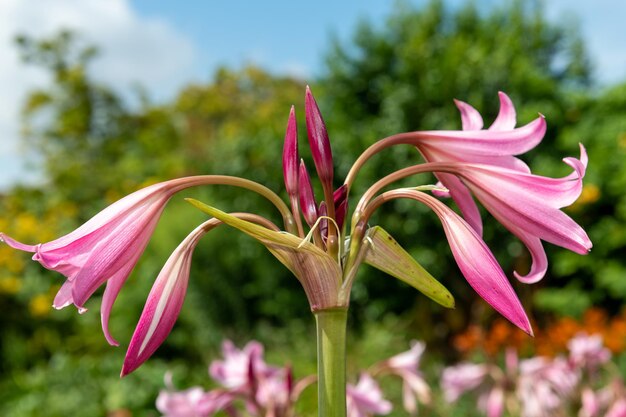 Foto crinum moorei blüten in blüte