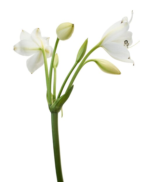 Foto crinum moorei flores natal lily white lily isolado em fundo branco