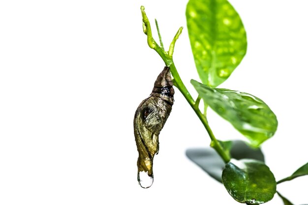 Crisálida mariposa colgando de una hoja, isolared sobre fondo blanco.