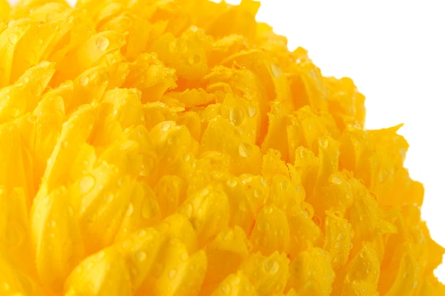 Crisântemo amarelo brilhante isolado no branco