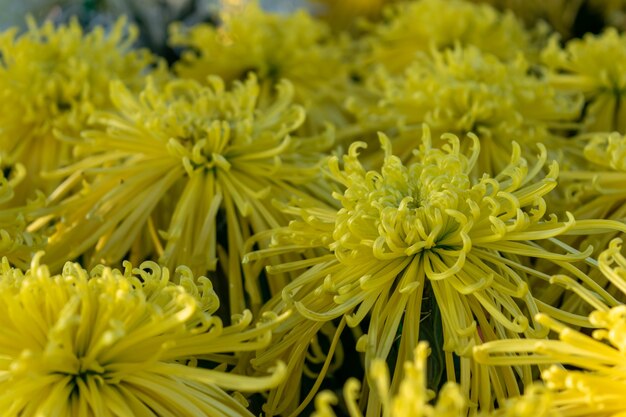 El crisantemo amarillo está en plena floración. Tiene pétalos largos y delgados.