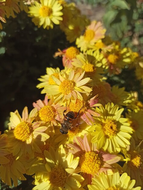 el crisantemo amarillo floreció en el jardín