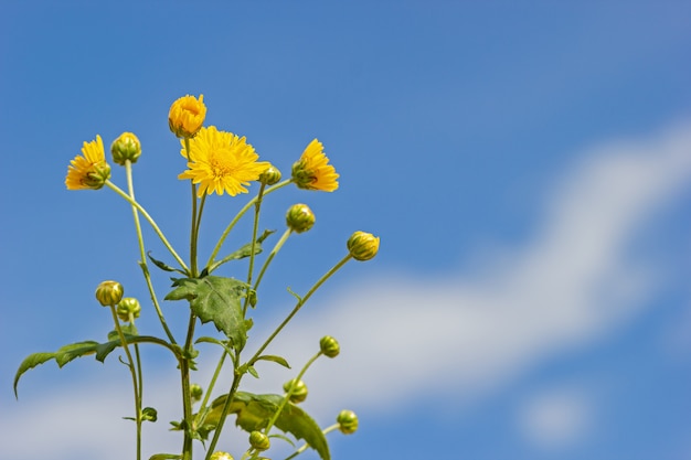 Crisantemo amarillo en el fondo de las nubes blancas y del cielo azul.