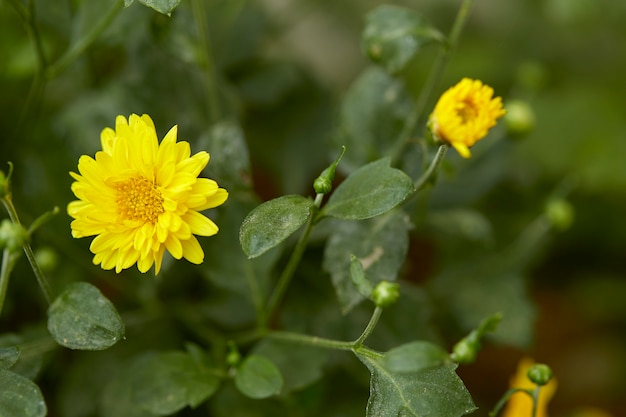 Crisantemo amarillo en el jardín