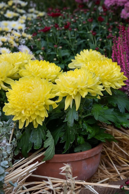 Crisantemo amarillo en una olla de barro Flores de otoño Decoración de otoño