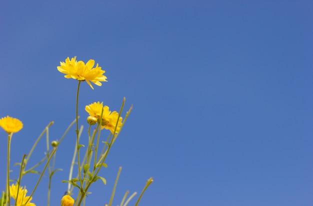 Crisantemo amarillo del primer en el fondo y la luz del sol del cielo azul.