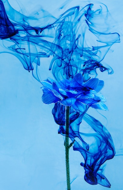 Crisantemo azul dentro del agua fondo blanco flores aster bajo pinturas humo índigo vapor borroso