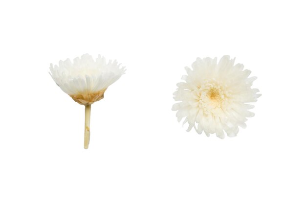 Crisantemo blanco aislado sobre fondo blanco Vista lateral y vista superior