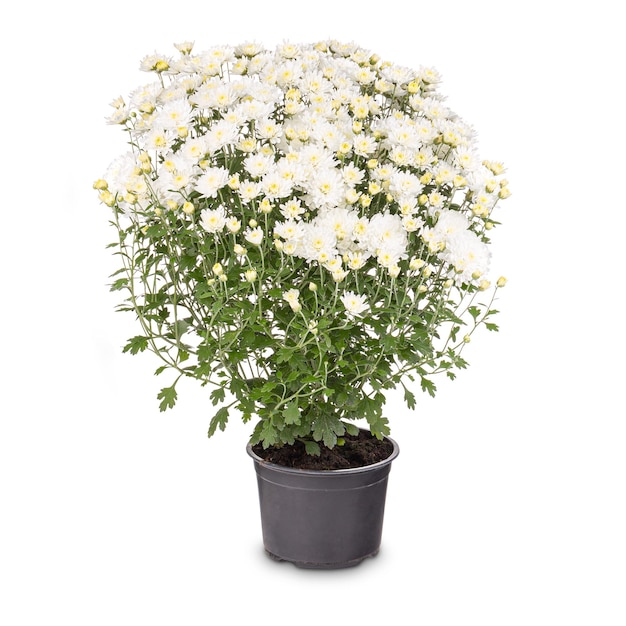 Crisantemo blanco en flor