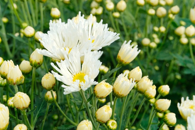 El crisantemo blanco floreciente hermoso florece con las hojas verdes en el jardín