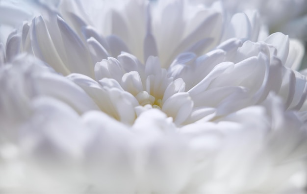 Crisantemo blanco durante el telón de fondo de flor de flor