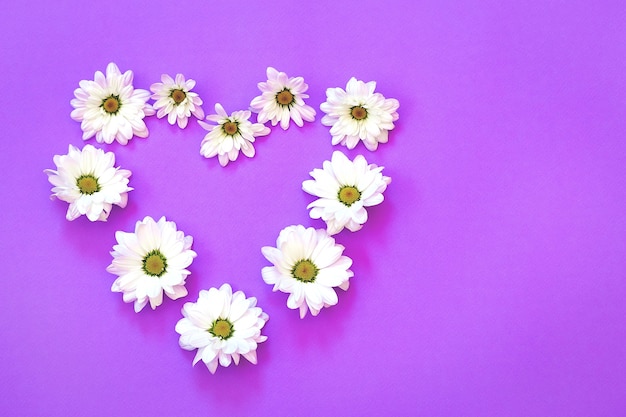 Foto crisântemo branco em forma de coração em um fundo roxo