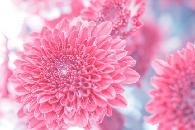 Crisantemo de coloridas flores hecho con degradado para el fondo, abstracto, textura, suave y borrosa