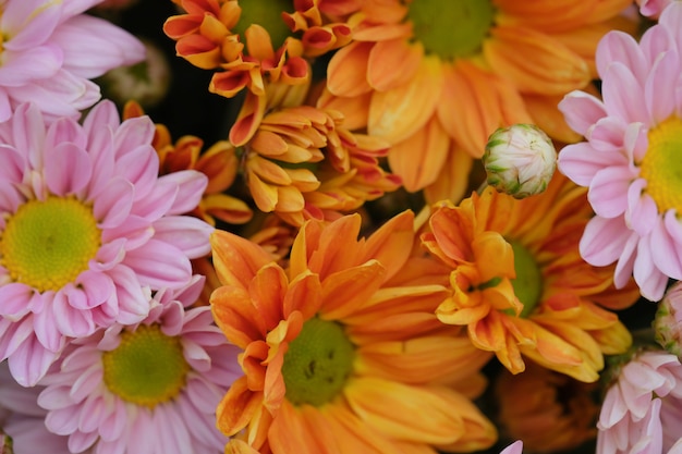 Crisantemo colorido de las flores para el fondo