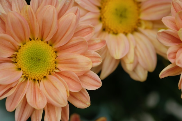 Crisântemo de flores coloridas feito com gradiente de fundo