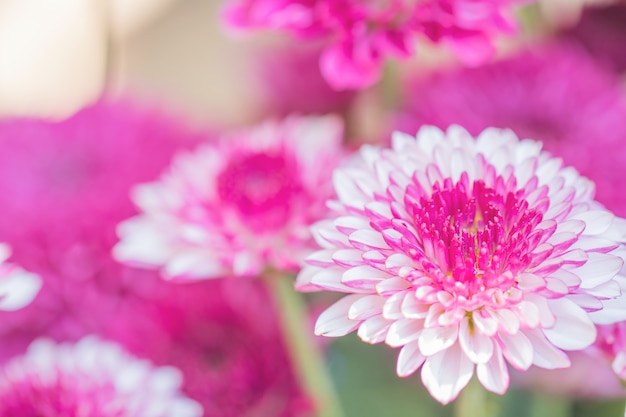 Crisântemo de flores coloridas feito com gradiente para plano de fundo, resumo, textura, suave e turva