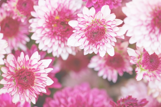 Foto crisântemo de flores coloridas feito com gradiente para plano de fundo, resumo, textura, suave e turva