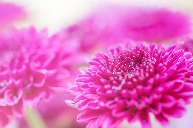 Crisântemo de flores coloridas feito com gradiente para plano de fundo, resumo, textura, suave e turva