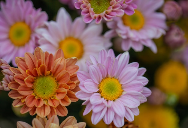 Crisântemo de flores coloridas para plano de fundo