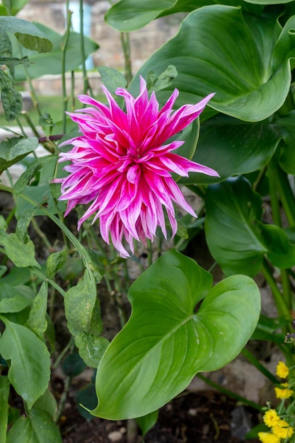 El crisantemo decorativo violeta de otoño crece en un lecho de flores en el primer plano del jardín