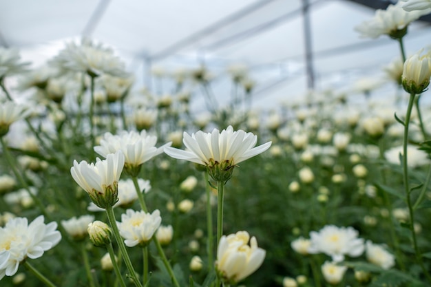 Crisantemo de flores blancas en el jardín Cultivado para la venta y para visitar.