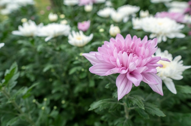 Crisantemo de flores de color rosa en el jardín Cultivado para la venta y para visitar.