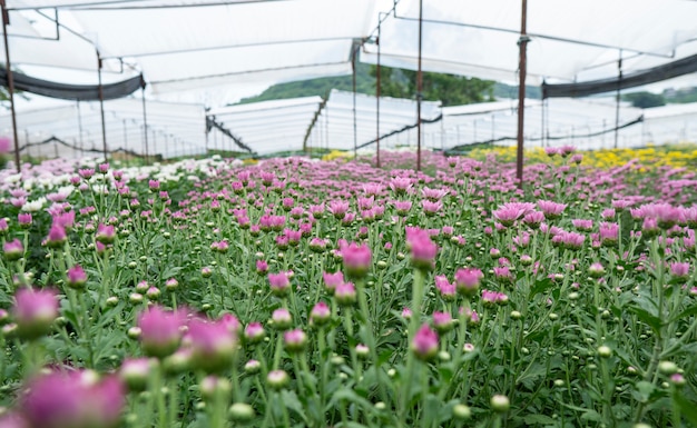 Crisantemo de flores de color rosa en el jardín Cultivado para la venta y para visitar.