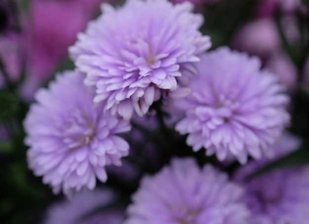 Crisantemo de flores de colores para el fondo.