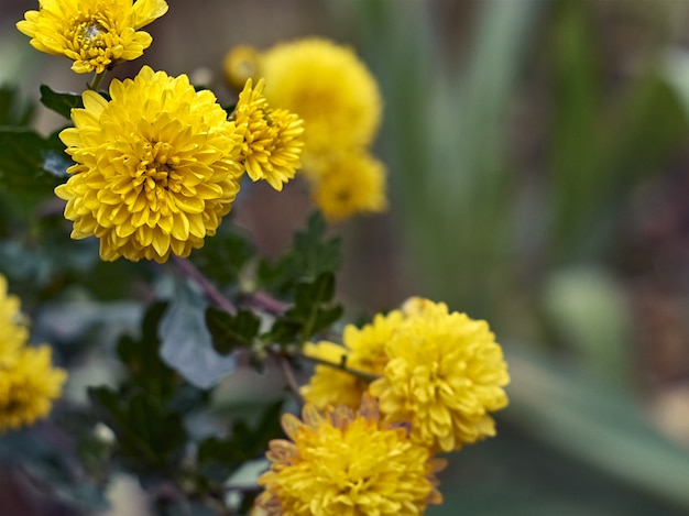 Crisantemo flores florece en el jardín.