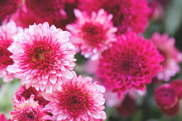 Crisantemo de flores para el fondo