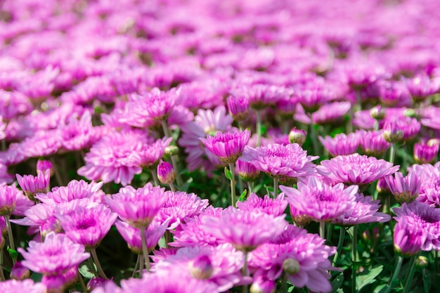 Crisantemo de flores en el jardín para exteriores