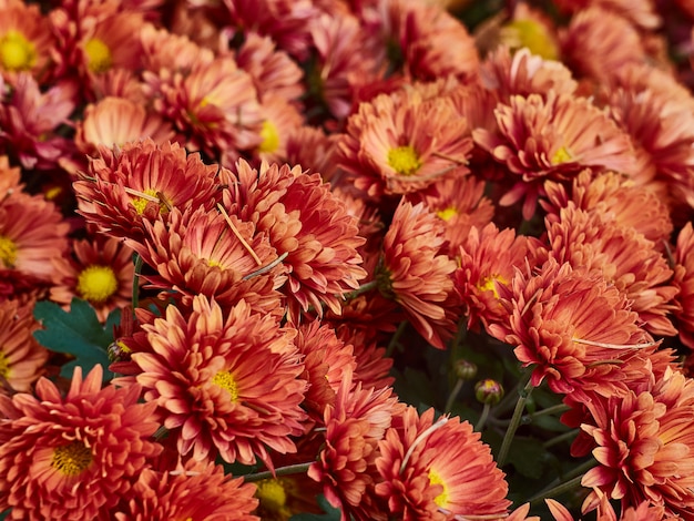 Crisântemo floresce flores no jardim.