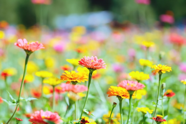 Crisantemo en el jardín.