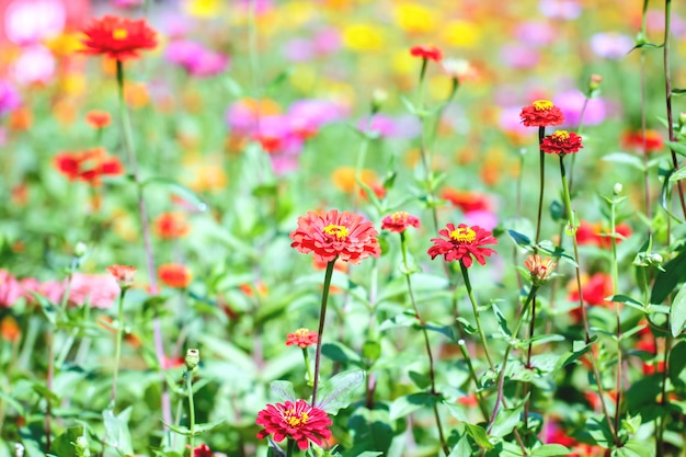 Crisantemo en el jardín.